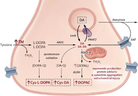 9-me-bc mechanism