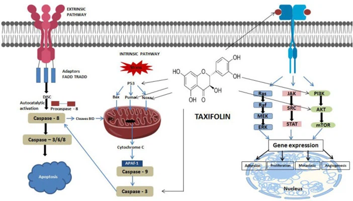 Mechanism Of Action Of Taxifolin