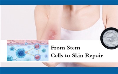 Từ tế bào gốc đến phục hồi da