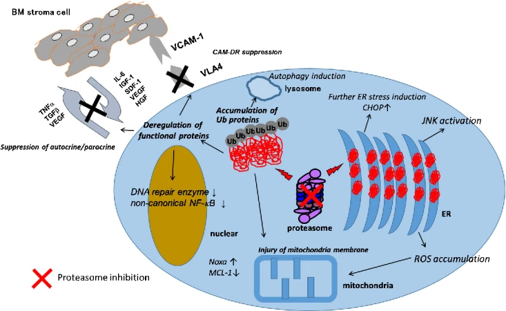 Bortezomib Mechanism Of Action